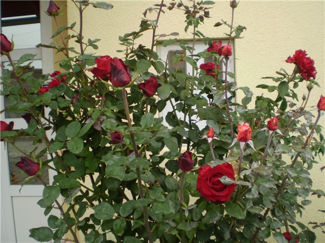 ružica